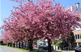 Ngắm hoa anh đào bừng nở ở Brussels (Bỉ)