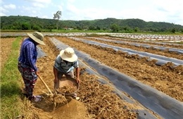 Phản hồi thông tin của TTXVN: UBND tỉnh Phú Yên yêu cầu cung cấp nước sinh hoạt cho người dân