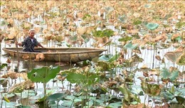Trên 100 ha sen chết ở Thừa Thiên - Huế  