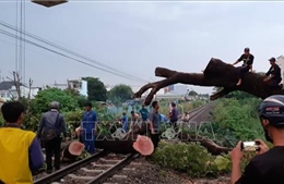 Thông tuyến đường sắt Bắc – Nam sau nhiều giờ tê liệt do cây xanh đổ chắn ngang đường ray