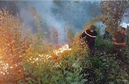 Cháy hàng chục hecta rừng keo tại Phú Yên