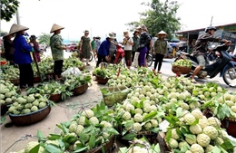 Tuần lễ quảng bá sản phẩm na Chi Lăng tại Hà Nội