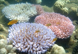 Rạn san hô Great Barrier có thể mất khả năng phục hồi