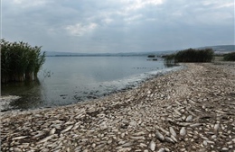 Cá chết hàng loạt ở hồ Koroneia của Hy Lạp 