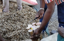 Người đàn ông giấu lượng lớn ngà voi trong nhà