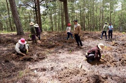 Trồng lại rừng thông tại khu vực bị phân lô bán nền trái phép ở Đà Lạt
