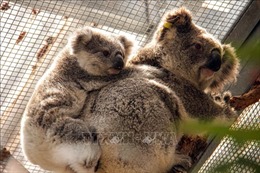 Hàng nghìn con gấu Koala bị chết do cháy rừng tại Australia