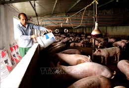 Đẩy mạnh tái đàn lợn an toàn để bù đắp thiếu hụt nguồn cung