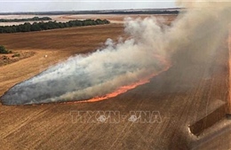 Báo động cháy rừng ở Brazil  