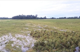 Hậu Giang thiệt hại trên 2.300 ha lúa do mưa lớn