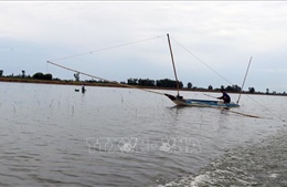 Bảo tồn giống cá cóc trên sông Mekong