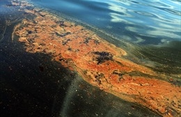 WWF báo động vụ tràn dầu &#39;khổng lồ&#39; trên Biển Đen 