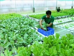 Hướng tới nông nghiệp bền vững - Bài cuối: Tăng giá trị sản phẩm