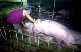 Bắt quả tang vụ bơm nước vào lợn để tăng trọng
