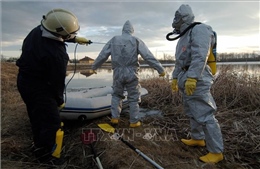 Dịch cúm gia cầm H5N1 bùng phát tại Séc và Slovenia