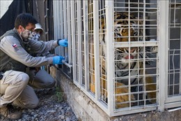 Vườn thú ở Chile tiêm phòng COVID-19 cho sư tử, hổ, báo và đười ươi