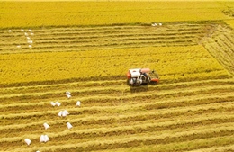 Vùng chuyên canh 1 triệu ha lúa chất lượng cao không chỉ là vấn đề giống