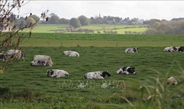 TP Hà Nội tăng cường hợp tác với vùng Wallonia để phát triển giống bò 3B