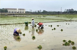 Thanh Hóa: Tập trung đưa nước tới chân ruộng 