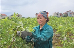 Làm giàu nhờ trồng giống ổi lê Đài Loan
