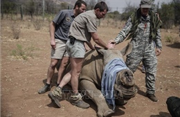Nam Phi đẩy lùi nạn săn trộm sừng tê giác tại vườn quốc gia Pilanesberg