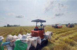 Thị trường nông sản: Giá lúa kéo dài đà tăng