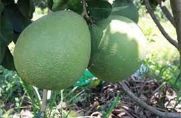 Nhiều nhà vườn ở Trà Vinh lo thất thu sản lượng trái cây Tết