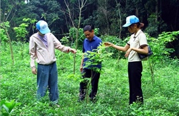 Nỗ lực phục hồi rừng từ trồng cây bản địa