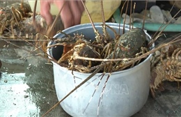 Tôm hùm ở Khánh Hòa chết hàng loạt chưa rõ nguyên nhân