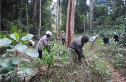 Gia Lai: Rà soát, phát hiện giảm gần 65.000 ha rừng tự nhiên