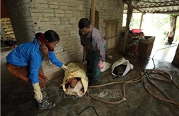 Xuất hiện gia súc có biểu hiện bệnh lở mồm long móng ở Điện Biên