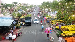 Trên 500.000 cây cảnh tại chợ hoa Xuân Kỷ Hợi 2019 ở Tây Ninh