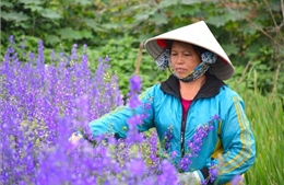 Rực rỡ làng hoa lớn nhất Nam Định vụ Tết