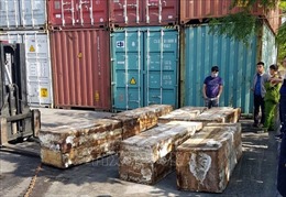 Giấu 1,4 tấn vảy tê tê và hơn 100 kg ngà voi trong container 