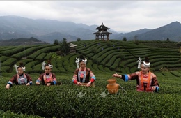 Uống trà thường xuyên giúp giảm nguy cơ gãy xương