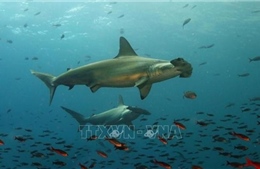 Ecuador phát hiện &#39;vườn trẻ giữa đại dương&#39; của cá nhám búa