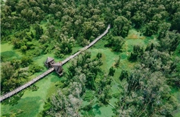 Rừng tràm Trà Sư: Câu chuyện ngàn năm và sau này vẫn thế