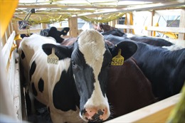 200 cô bò sữa hữu cơ &#39;cưỡi&#39; máy bay từ Úc về Việt Nam