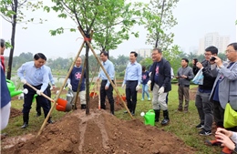 Chủ tịch UBND thành phố Hà Nội tham gia trồng cây hoa anh đào, tô điểm sắc xuân cho thành phố ‘vì hòa bình’