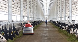 5,5 triệu hộp sữa tươi Vinamilk đến tay người tiêu dùng mỗi ngày từ hệ thống trang trại chuẩn Global G.A.P