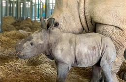 Vinpearl Safari Phú Quốc 17 ngày đón hai cá thể tê giác quý chào đời