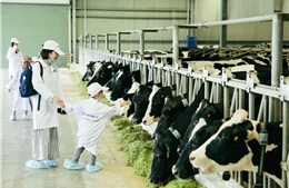 Vinamilk tổ chức cho con em nhân viên thăm resort bò sữa
