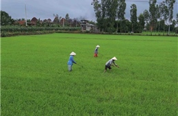 Việt Nam sẽ ứng dụng công nghệ viễn thám vào sản xuất lúa