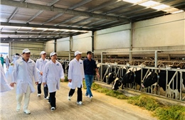 Trang trại bò sữa Vinamilk là hạt nhân xây dựng vùng an toàn dịch bệnh theo quy định Quốc tế