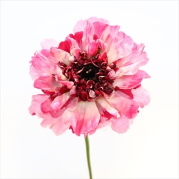 2.200 bông hoa Nhật &#39;nở rộ&#39; giữa mùa đông Hà Nội tại triển lãm &#39; Japan in Flowers&#39;