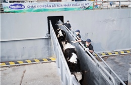  Vinamilk nhập khẩu hơn 2.100 con bò thuần chủng HF từ Mỹ 
