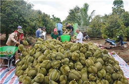 Phát triển cây ăn trái ở Đắk Lắk: Cần theo định hướng thị trường