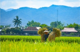 Gạo Điện Biên – Món quà quý vùng Tây Bắc 