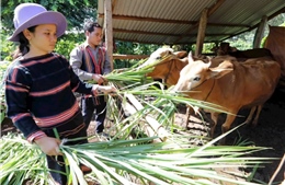 Tích cực huy động nguồn vốn, tổ chức hiệu quả các chương trình tín dụng chính sách 