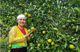 Nhiều nữ đảng viên vùng cao phát triển thành công kinh tế gia đình nhờ vốn chính sách